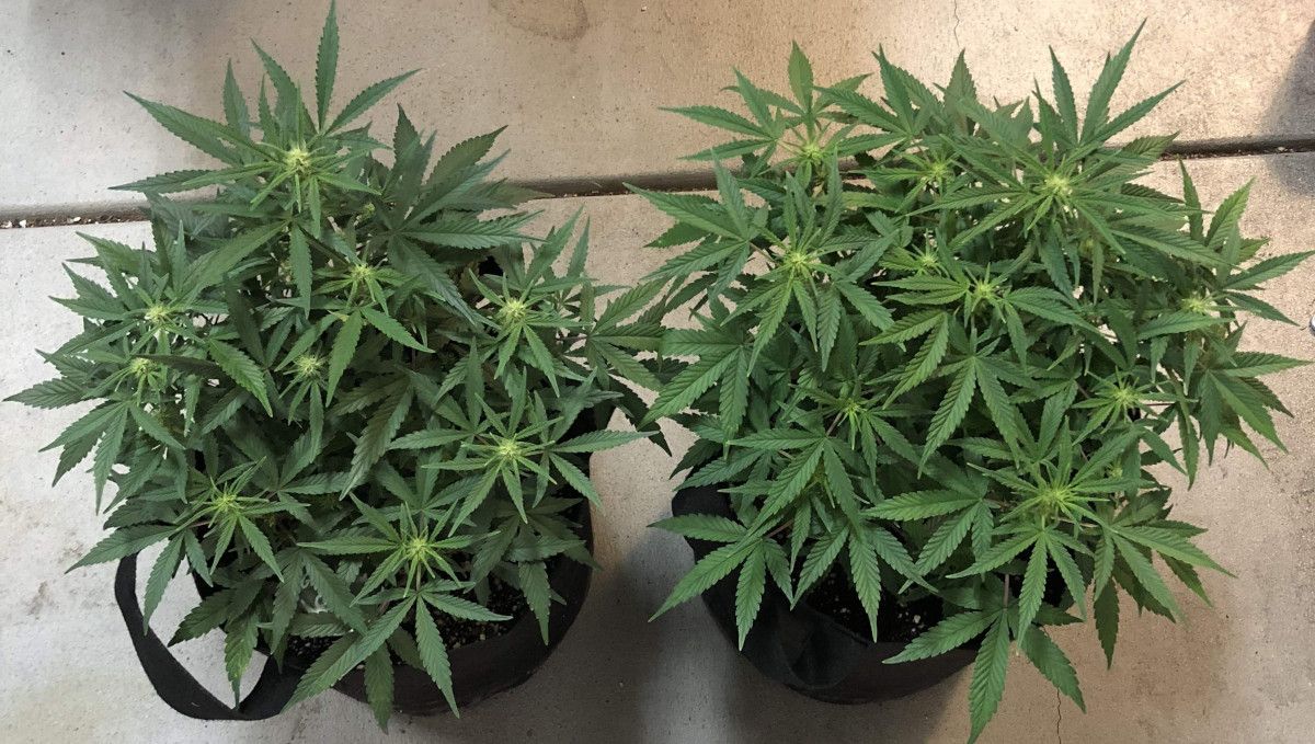 Girl Scout Cookies Auto Cannabis Strain Week-by-Week Guide: A top view of two weed plants grown indoors in grow bags; both have already started to flower in week 6 Girl Scout Cookies Auto Cannabis Strain Week-by-Week Guide: A top view of two weed plants grown indoors in grow bags; both have already started to flower in week 6