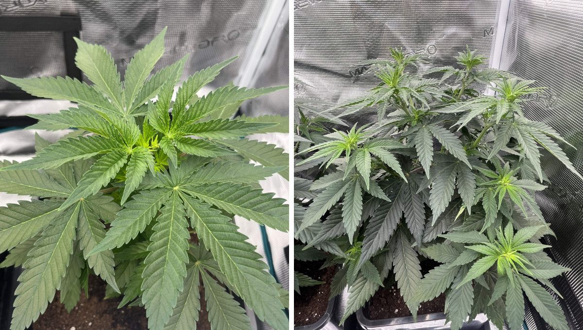 Orange Sherbet FF cannabis strain: transition (pre-flower) | week 7 | light-green tops signal the start of flowering Orange Sherbet FF cannabis strain: transition (pre-flower) | week 7 | light-green tops signal the start of flowering