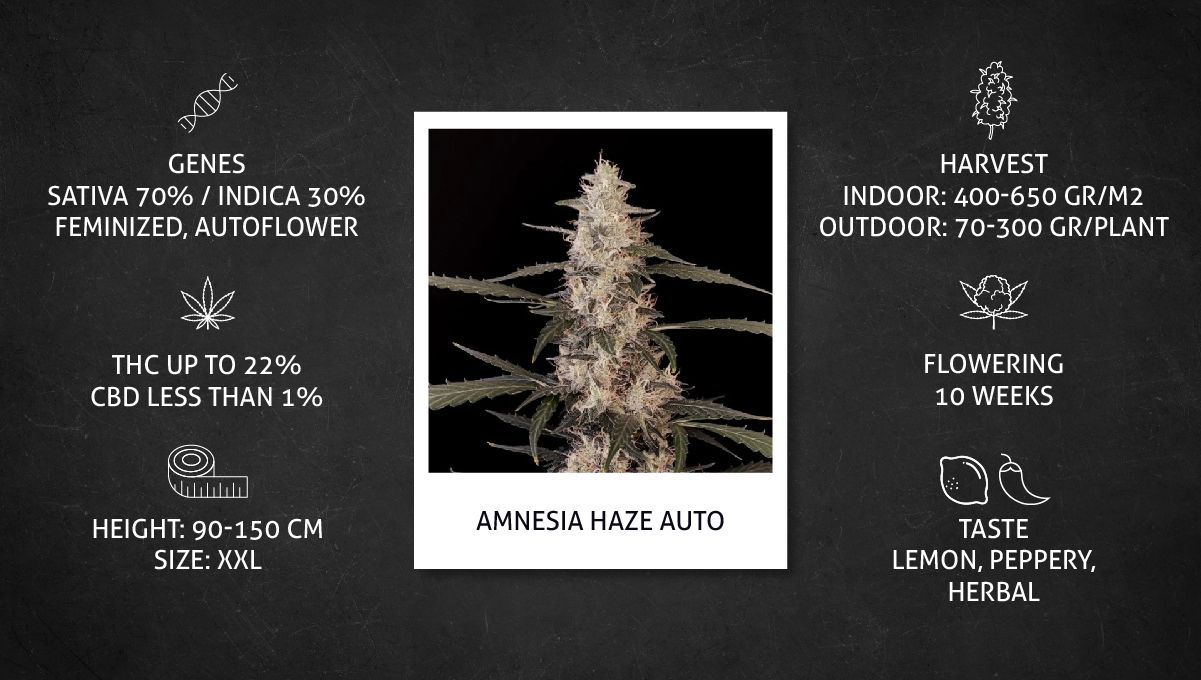 Amnesia Haze Auto cannabis strain: specs sheet