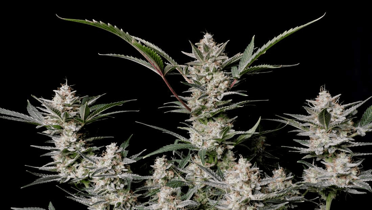 The 5 strongest autoflower strains: Strawberry Gorilla Auto