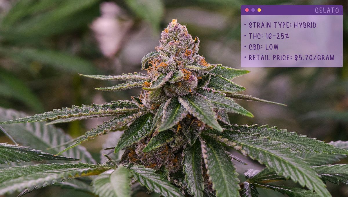 22 Best Weed Strains to Try in 2022: Gelato