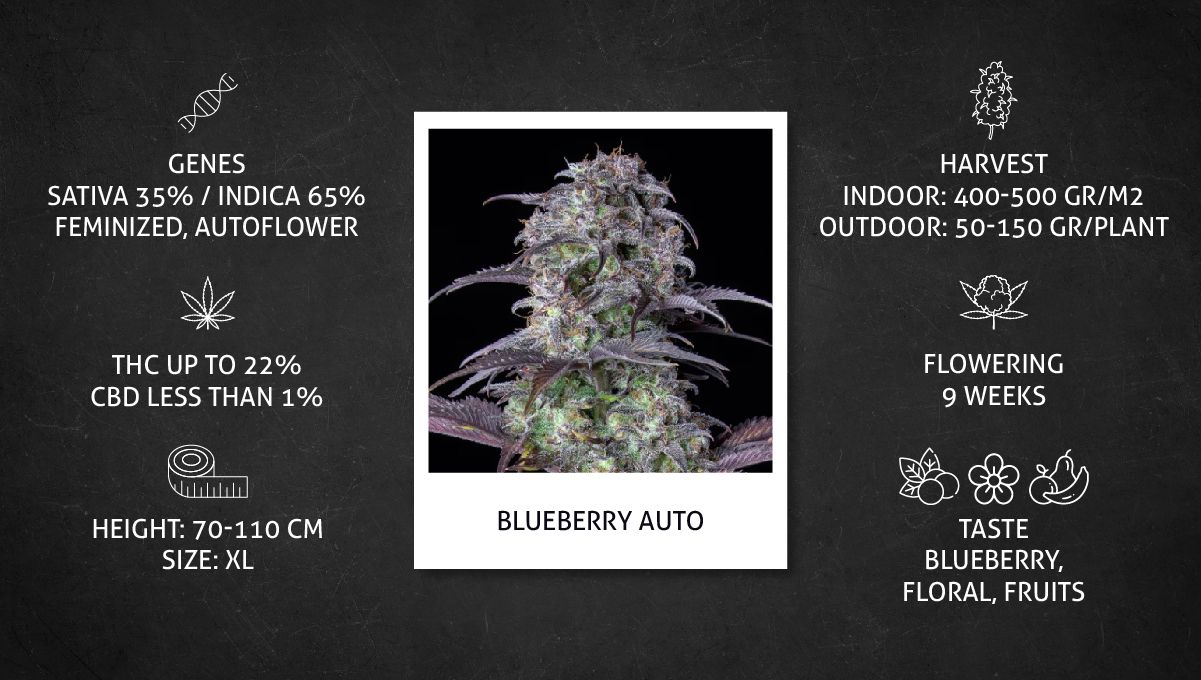 Blueberry Auto Cannabis Strain specs sheet Blueberry Auto Cannabis Strain specs sheet