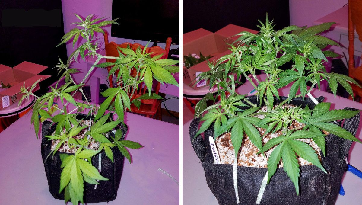 LSD-25 Auto cannabis strain: transition (pre-flower) | week 5 | two different phenos of the same strain, one stretchy and LSTd, the other compact