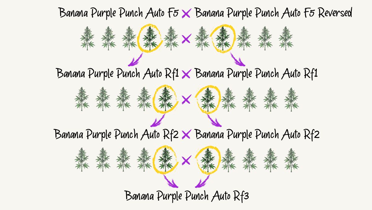 Banana Purple Punch Auto (1).jpg rf3 breeding