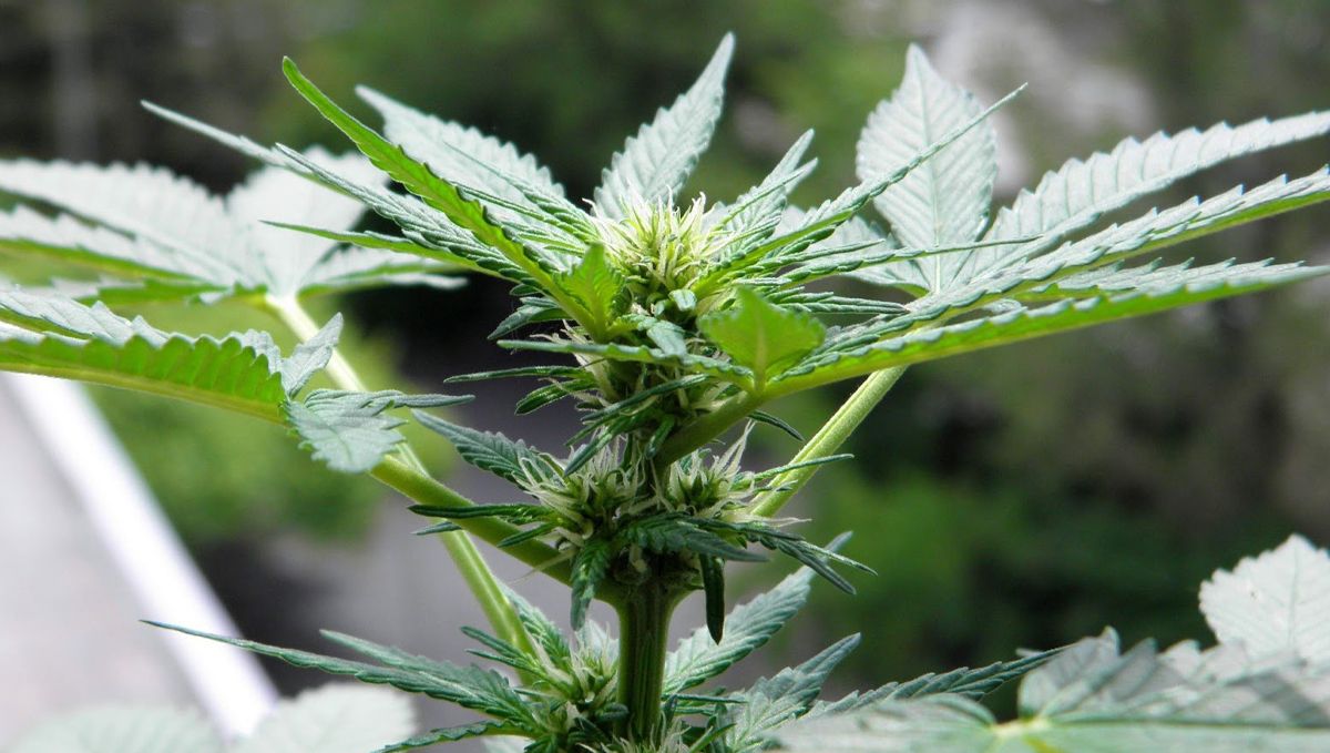 The ultimate guide to growing autoflowering cannabis: Temperature and humidity