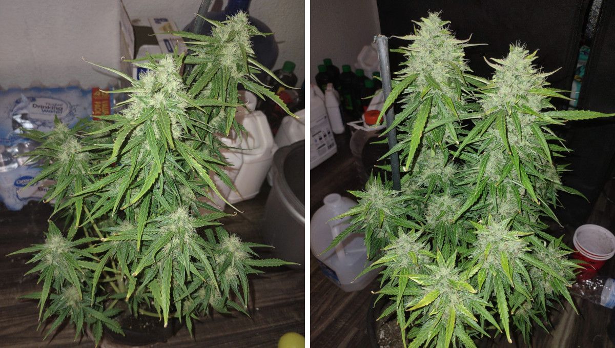 Frosted Guava Auto cannabis strain: mid flower (bulk phase) | weeks 8-9