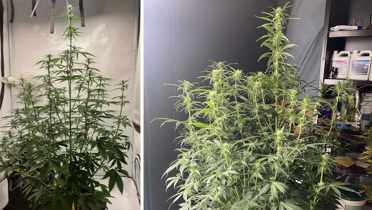 Mimosa Cake Auto cannabis strain: early flower | weeks 6-7 | a side-by-side comparison of two big, bushy, and stretchy indoor plants that are starting to flower Mimosa Cake Auto cannabis strain: early flower | weeks 6-7 | a side-by-side comparison of two big, bushy, and stretchy indoor plants that are starting to flower