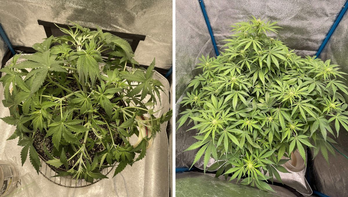 Amnesia Z Auto cannabis strain: transition (pre-flower) | week 5 | a plant trained in late veg and the same plant starting to bud Amnesia Z Auto cannabis strain: transition (pre-flower) | week 5 | a plant trained in late veg and the same plant starting to bud