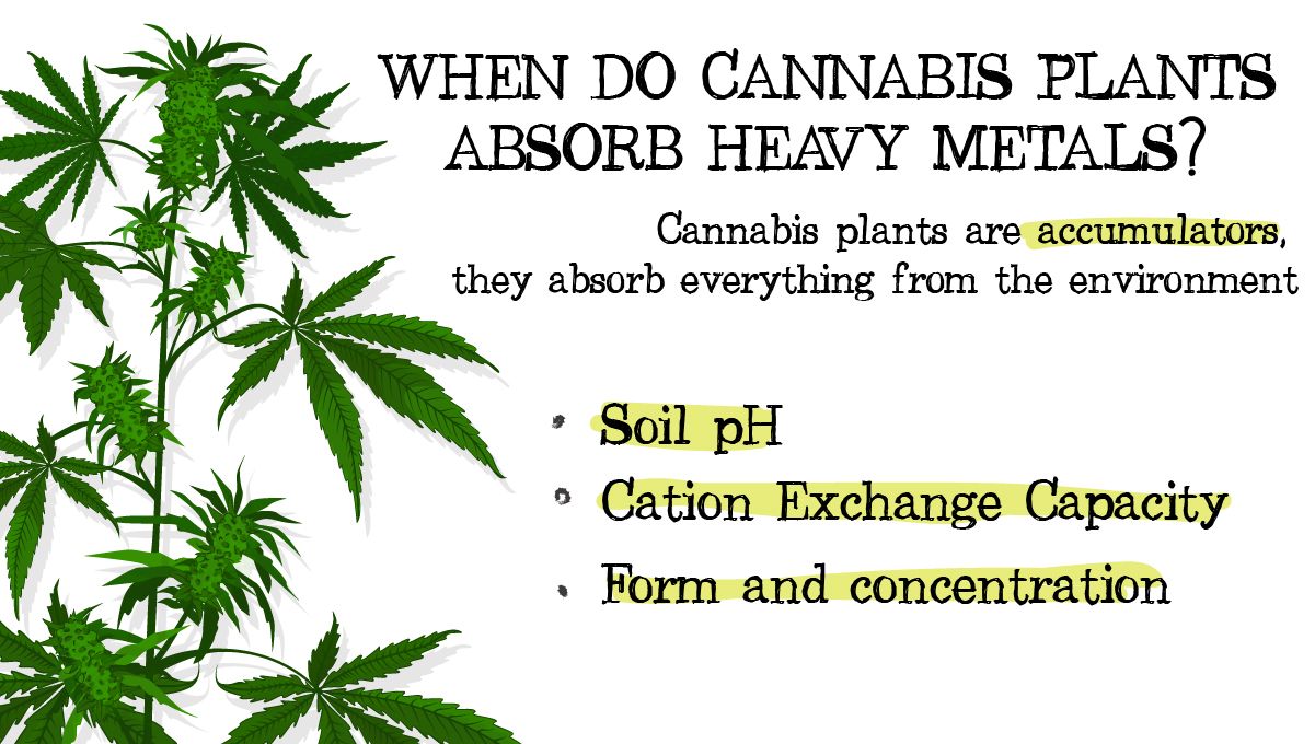 Heavy metals in cannabis: why do plants absorb heavy metals? Heavy metals in cannabis: why do plants absorb heavy metals?