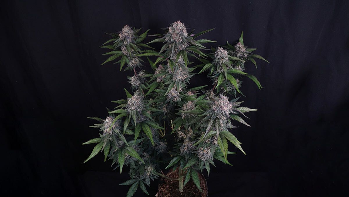 1 (11).jpg lemon cherry sundae