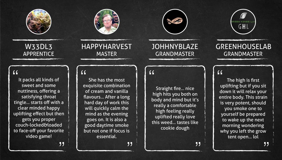 Cream Cookies Auto cannabis strain: smoke report