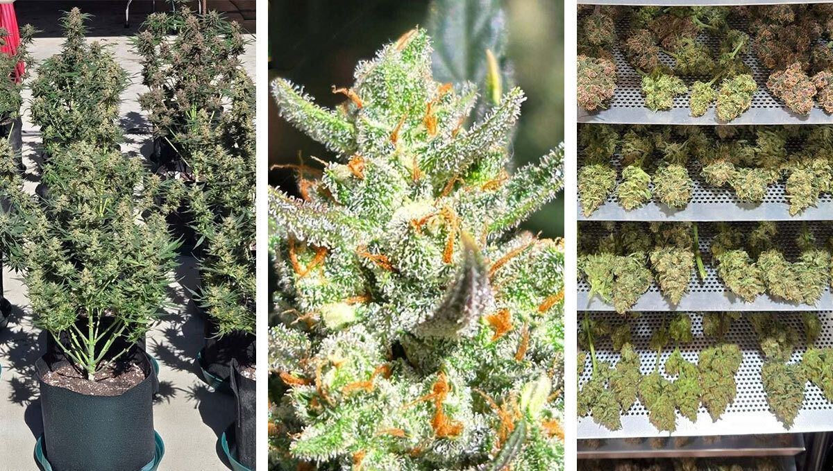 Apricot Auto von Chubbs