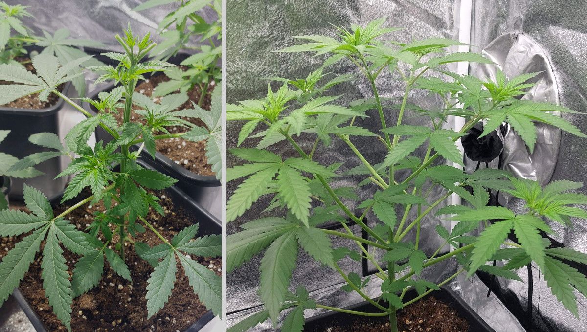 Orange Sherbet FF cannabis strain: mid veg | weeks 3-6 | topped and defoliated Orange Sherbet FF cannabis strain: mid veg | weeks 3-6 | topped and defoliated