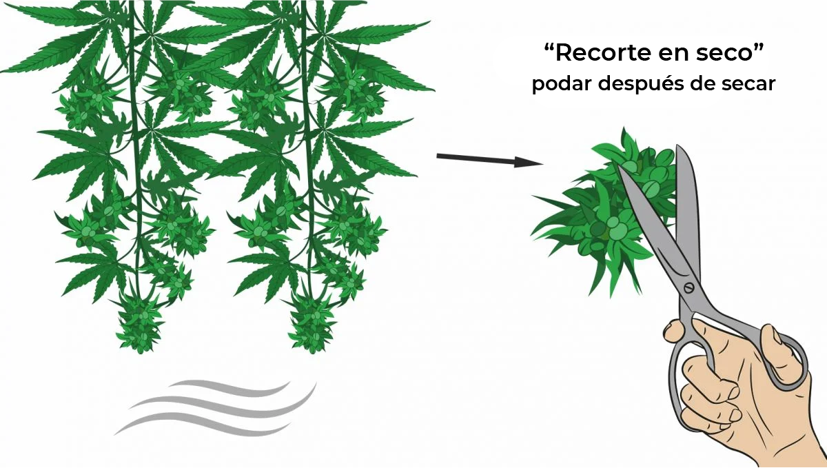 Cómo secar el cannabis: recorte en seco