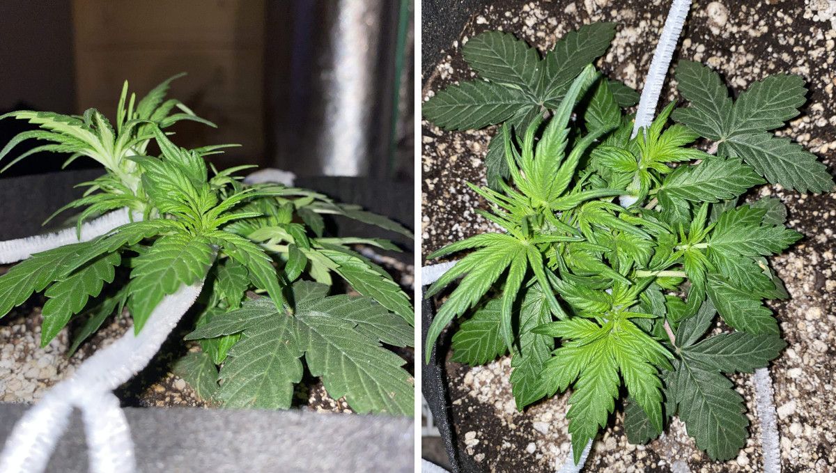 Skunk Auto Cannabis-Sorte Wochen-für-Wochen-Anleitung: Eine seitliche und eine Draufsicht einer kleinen Cannabispflanze, die mit der Tie-Down-Methode trainiert wurde. Skunk Auto Cannabis-Sorte Wochen-für-Wochen-Anleitung: Eine seitliche und eine Draufsicht einer kleinen Cannabispflanze, die mit der Tie-Down-Methode trainiert wurde.