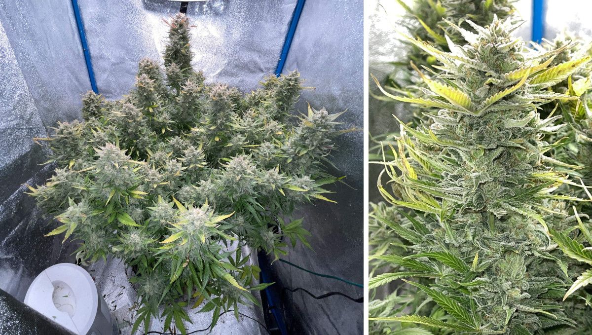Amnesia Z Auto cannabis strain: ripening and harvest | weeks 10 | a big indoor autoflower and its huge dense cola before the harvest Amnesia Z Auto cannabis strain: ripening and harvest | weeks 10 | a big indoor autoflower and its huge dense cola before the harvest