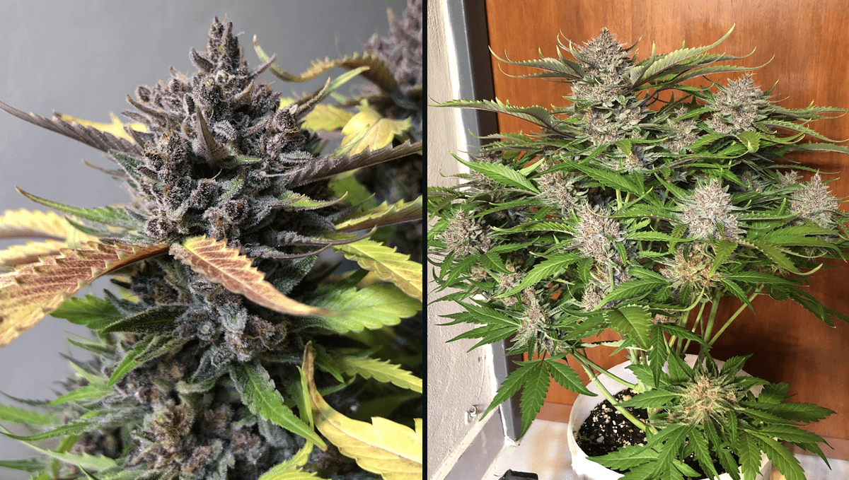 Eine kalifornische Original-Sorte in der Auto-Version, Purple Punch Auto, ist bekannt für ihre dichten Knospen, die mit Harz tropfen, und ihre massiven Erträge. Ein zu 85 % Indica-dominanter Hybrid, gezüchtet aus den besten Indica-Genetiken in unserem Katalog, ist eine großartige Wahl für Indica-Liebhaber, die eine potente Sorte suchen, die deinen gesamten Körper entspannt, Muskelschmerzen lindert und dich in den Schlaf wiegt, bevor du bis zehn zählen kannst. Eine kalifornische Original-Sorte in der Auto-Version, Purple Punch Auto, ist bekannt für ihre dichten Knospen, die mit Harz tropfen, und ihre massiven Erträge. Ein zu 85 % Indica-dominanter Hybrid, gezüchtet aus den besten Indica-Genetiken in unserem Katalog, ist eine großartige Wahl für Indica-Liebhaber, die eine potente Sorte suchen, die deinen gesamten Körper entspannt, Muskelschmerzen lindert und dich in den Schlaf wiegt, bevor du bis zehn zählen kannst.
