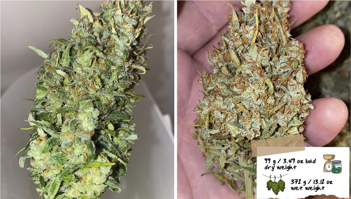 Skunk Auto Cannabis-Sorte Wochen-für-Wochen-Anleitung: Eine grob getrimmte Cannabisknospe vor und nach dem Trocknen. Skunk Auto Cannabis-Sorte Wochen-für-Wochen-Anleitung: Eine grob getrimmte Cannabisknospe vor und nach dem Trocknen.