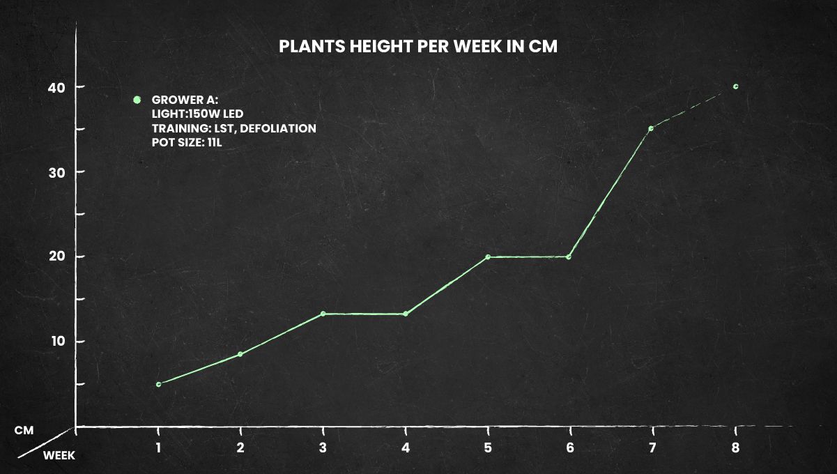 Afghan Kush Auto cannabis strain: height chart Afghan Kush Auto cannabis strain: height chart