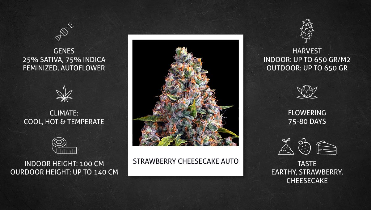Strawberry Cheesecake Auto cannabis strain: specs sheet