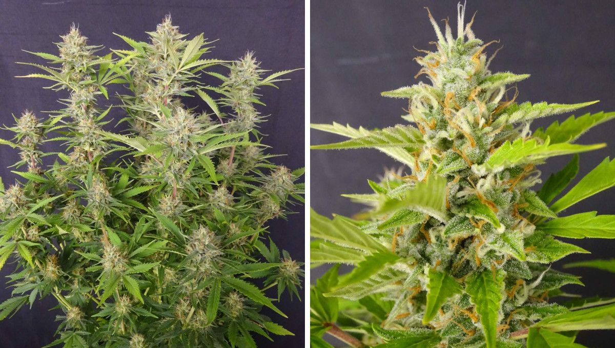 Frosted Guava Auto cannabis strain: ripening and harvest | weeks 10 | an indoor autoflower and a closeup of its maturing bud