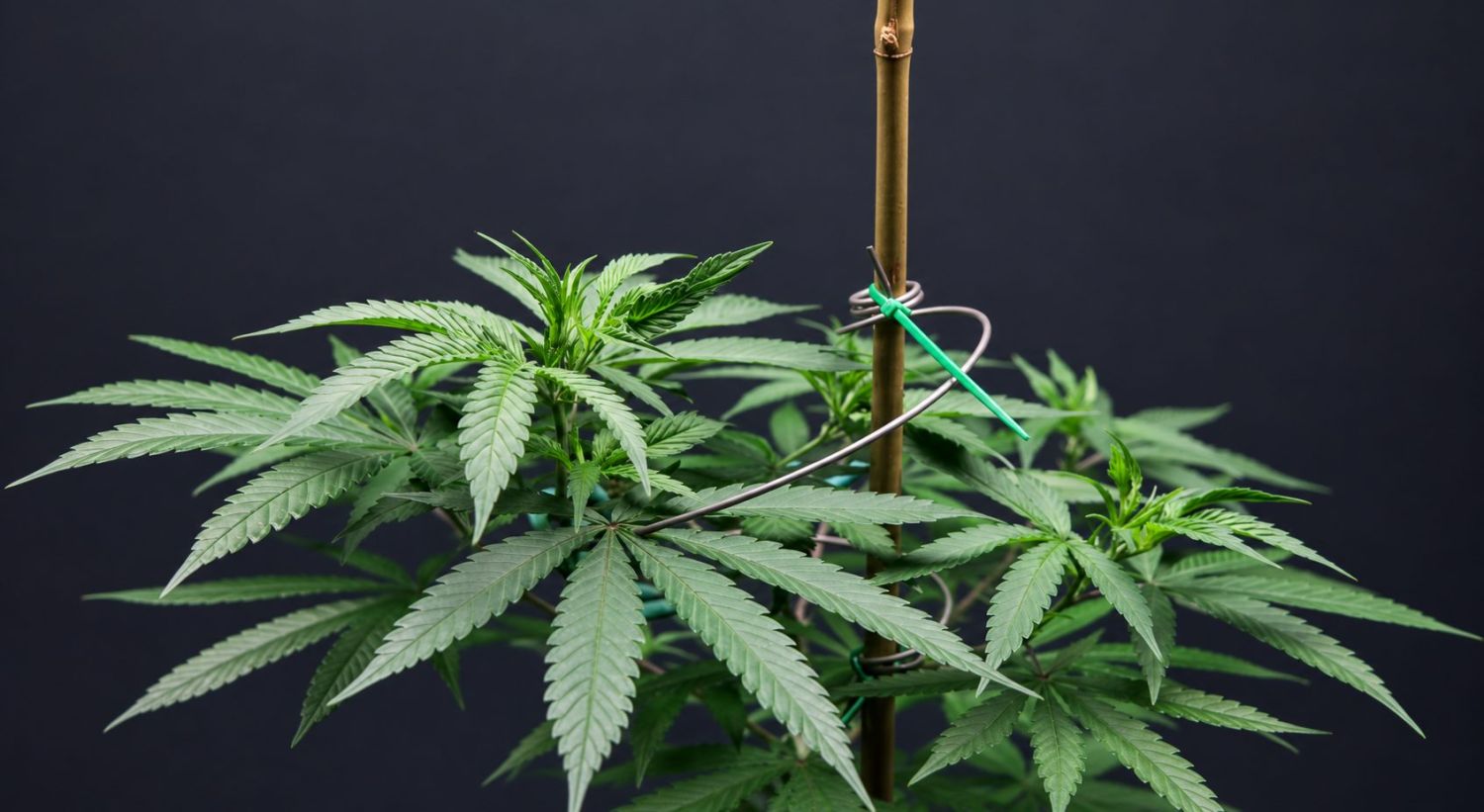 How to control stretching of cannabis plants: what happens when plants stretch?