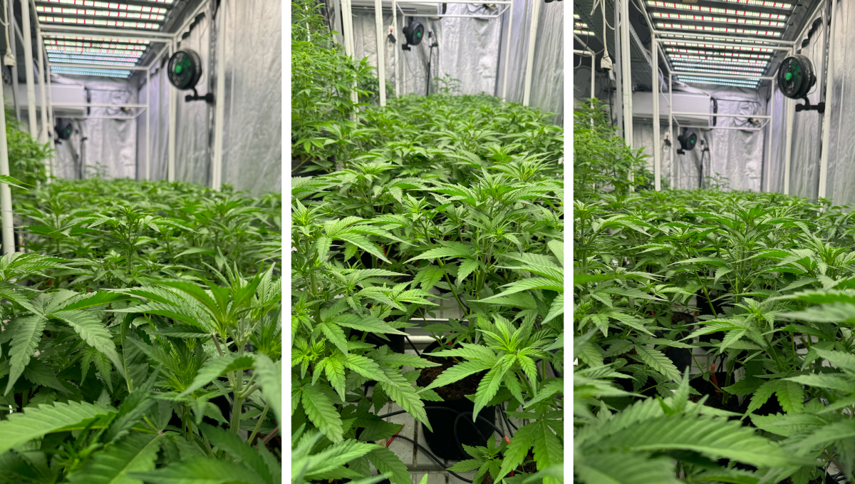col22.png Mother Plants a Few Days After Defoliation