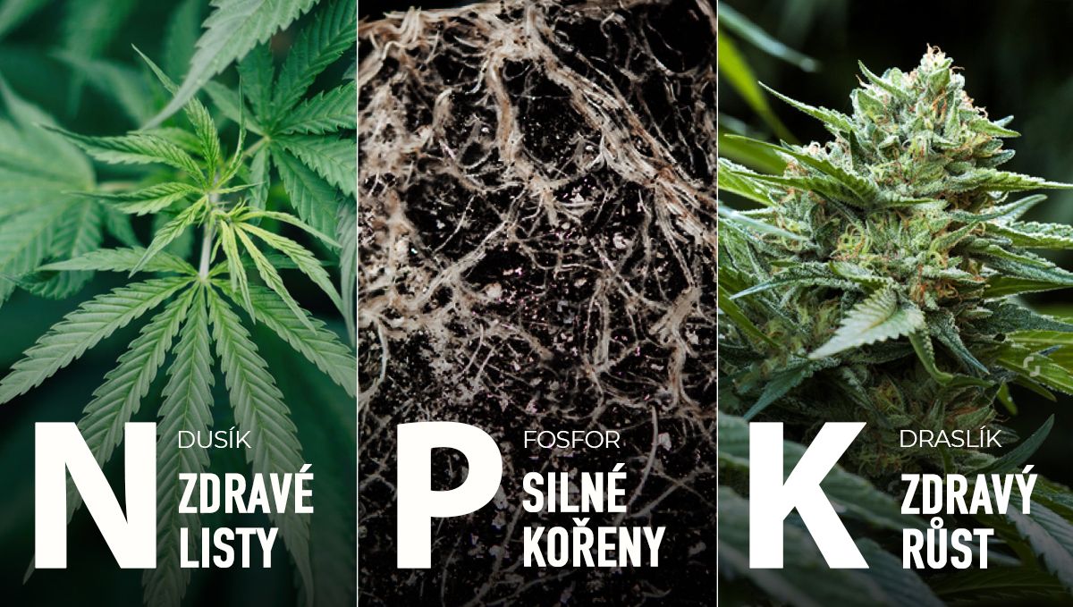 Nejlepší krmný plán pro samonakvétací rostliny: makronutrienty ve vegetační fázi