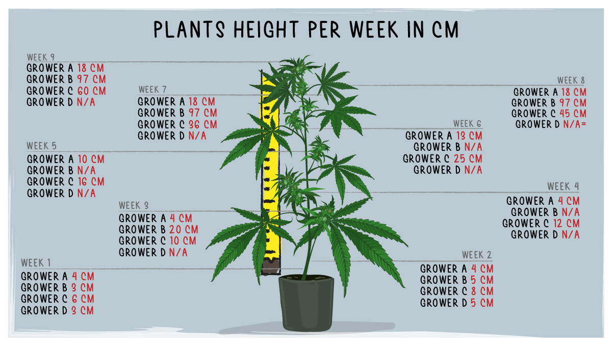 Forbidden Runtz Auto Cannabis Strain Week-by-Week Guide: Height progress, weeks 1-9 Forbidden Runtz Auto Cannabis Strain Week-by-Week Guide: Height progress, weeks 1-9