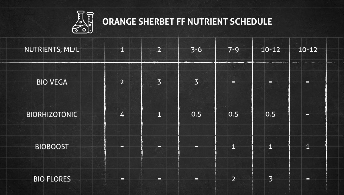 Orange Sherbet FF cannabis strain: veg nutrient schedule Orange Sherbet FF cannabis strain: veg nutrient schedule