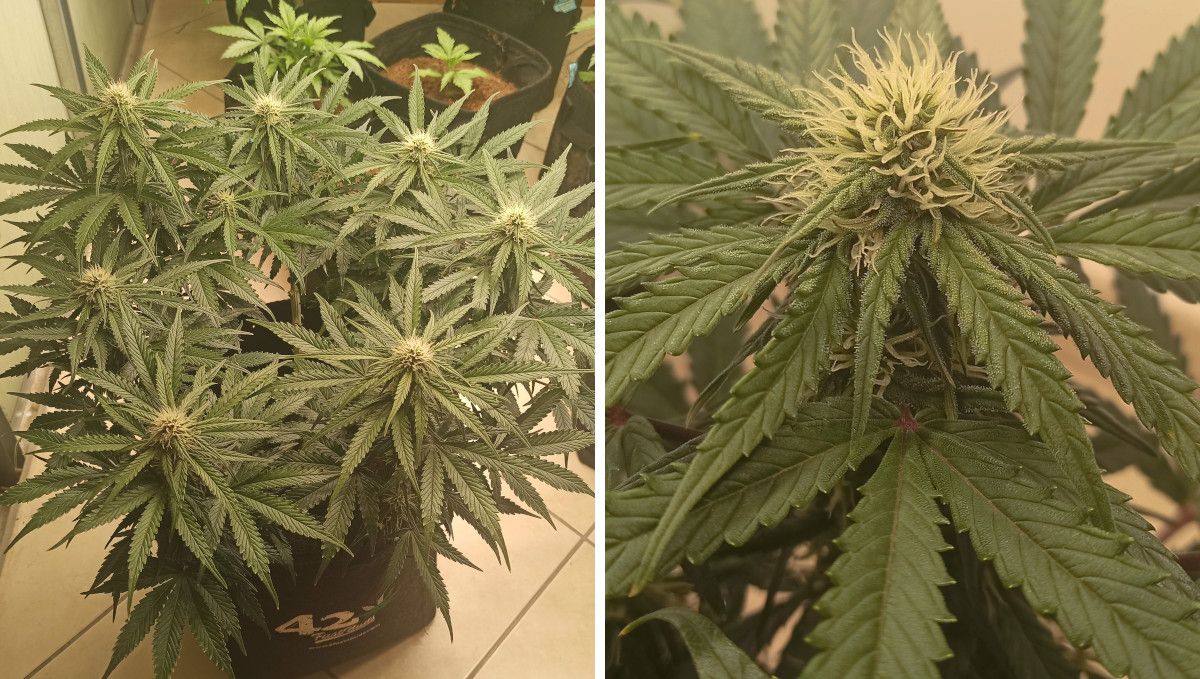 Cream Cookies Auto cannabis strain: early flower | weeks 6-7 | a flowering weed plant indoors seen from above and a closeup of its immature bud