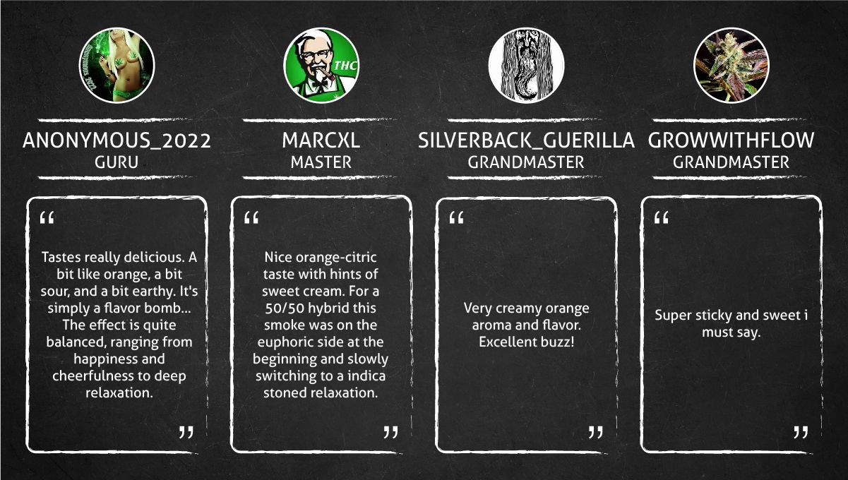 Orange Sherbet FF cannabis strain: smoke report Orange Sherbet FF cannabis strain: smoke report