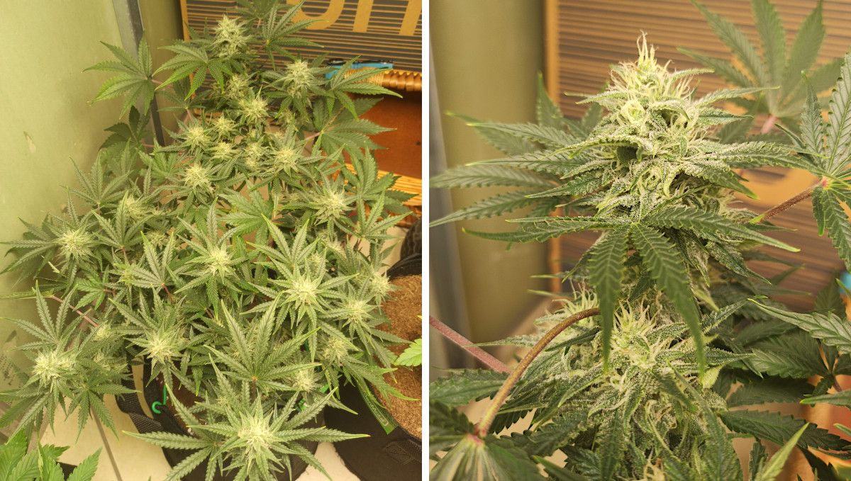 Mimosa Cake Auto cannabis strain: mid flower (bulk phase) | weeks 8-9 | an almost mature indoor autoflower and its frosty bud Mimosa Cake Auto cannabis strain: mid flower (bulk phase) | weeks 8-9 | an almost mature indoor autoflower and its frosty bud