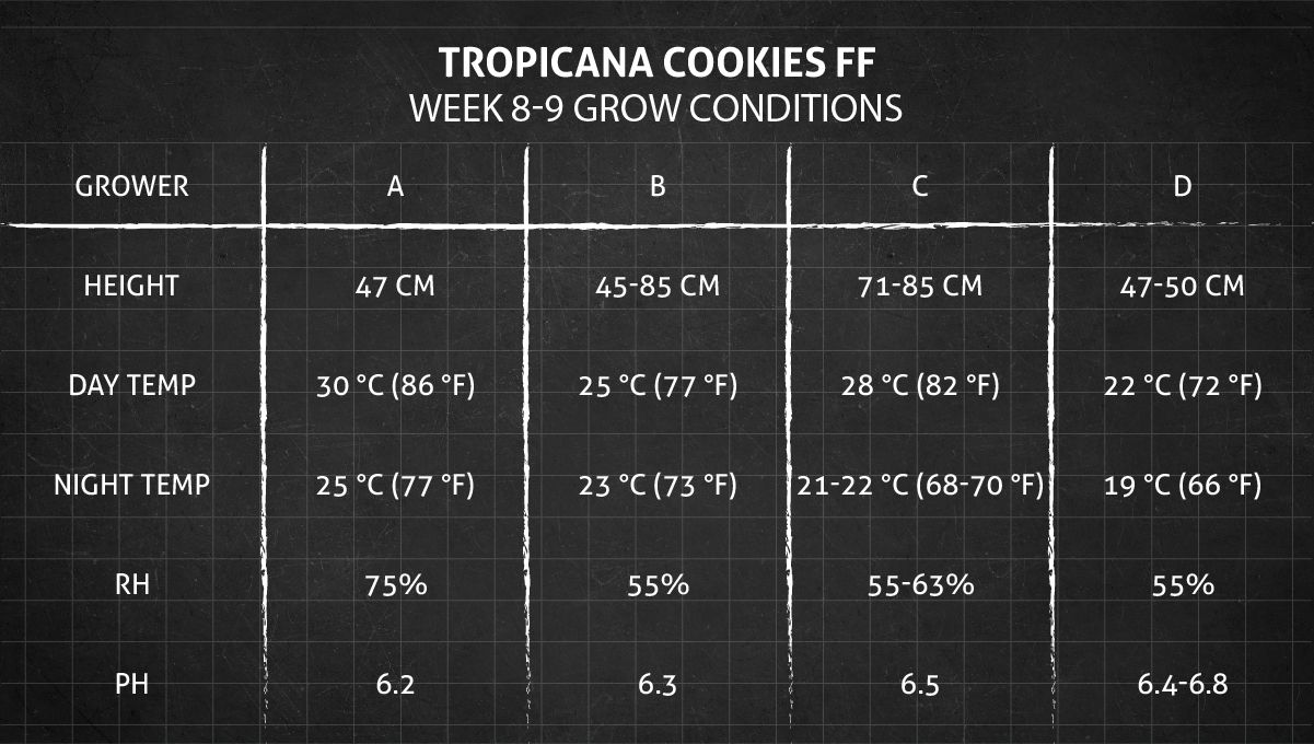 Tropicana Cookies FF cannabis strain: weeks 8-9 grow conditions