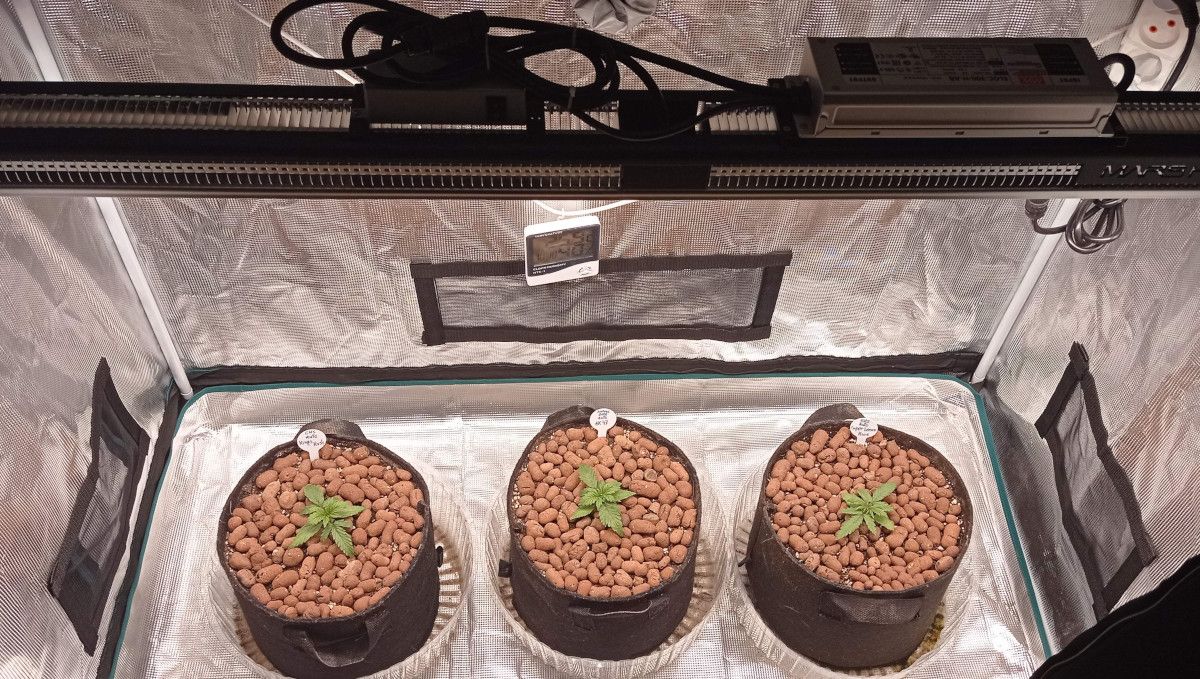 Super Lemon Haze Auto cannabis strain: early veg | week 2 | three young weed plants growing in smart pots with the surface covered with clay pebbles Super Lemon Haze Auto cannabis strain: early veg | week 2 | three young weed plants growing in smart pots with the surface covered with clay pebbles