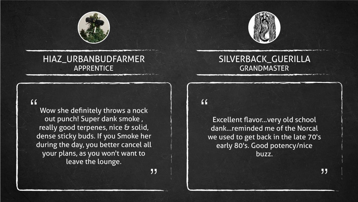 Tropicana Cookies FF cannabis strain: smoke report