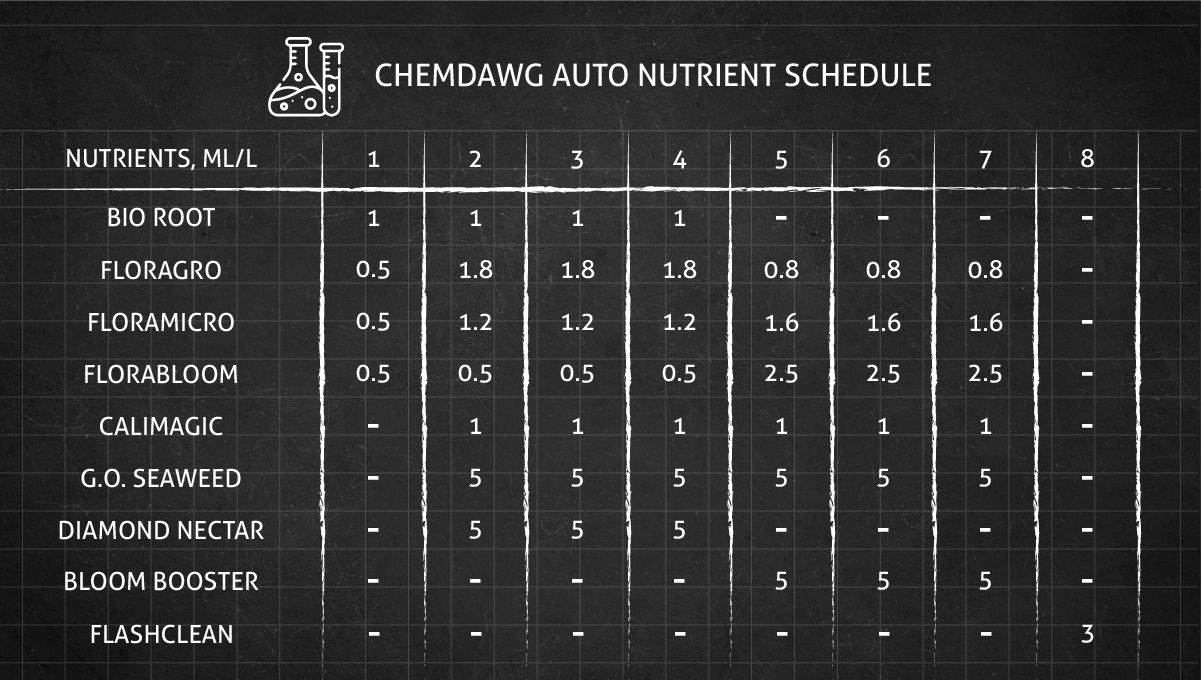 Chemdawg Auto cannabis strain: feeding chart for the vegetative and flowering stages