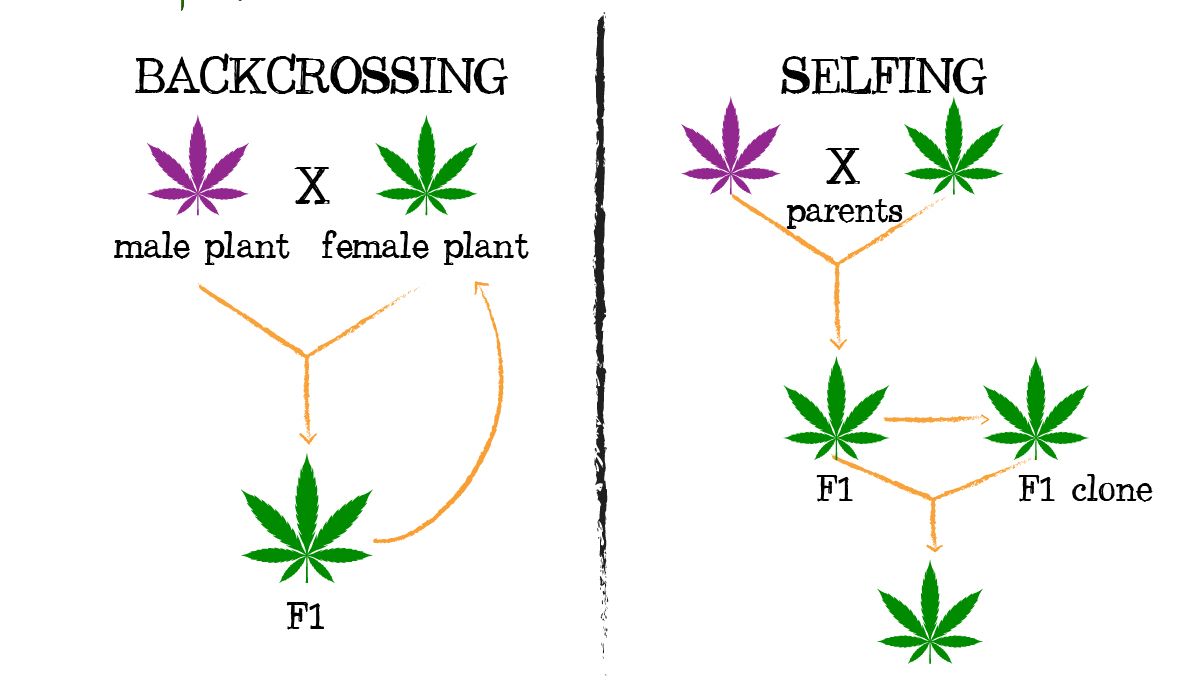 Cannabis breeding: backcrossing and selfing