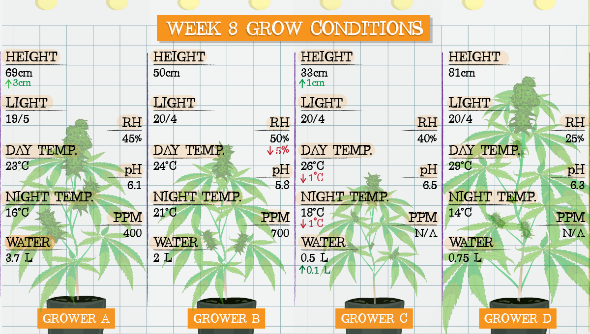 Strawberry Pie Auto Cannabis Strain Week-by-Week Guide: Week 8 grow conditions