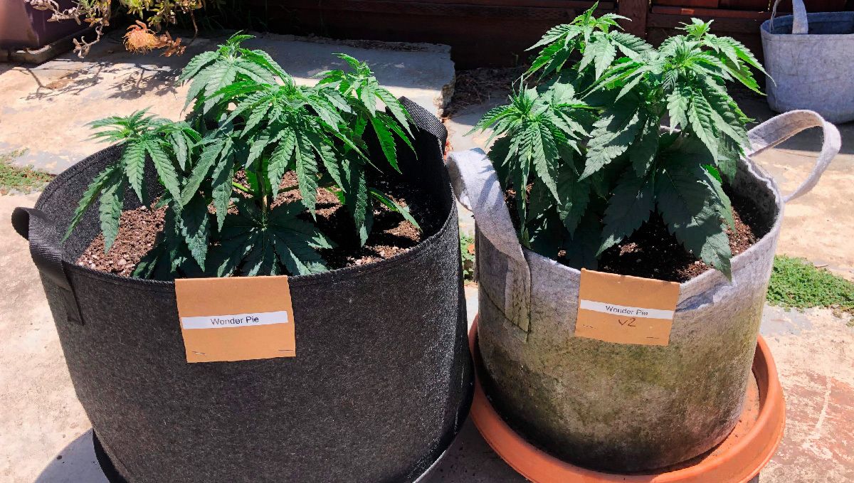 Types of containers to grow autoflowering seeds: smart pots Types of containers to grow autoflowering seeds: smart pots