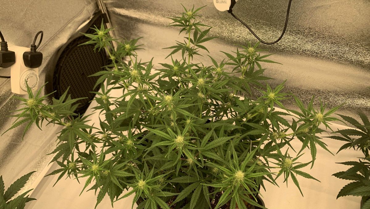 Banana Purple Punch Auto Cannabissorte: Frühe Blüte | Wochen 6-7 | Eine Cannabispflanze mit gestreckten Seitenzweigen und den ersten Blüten Banana Purple Punch Auto Cannabissorte: Frühe Blüte | Wochen 6-7 | Eine Cannabispflanze mit gestreckten Seitenzweigen und den ersten Blüten