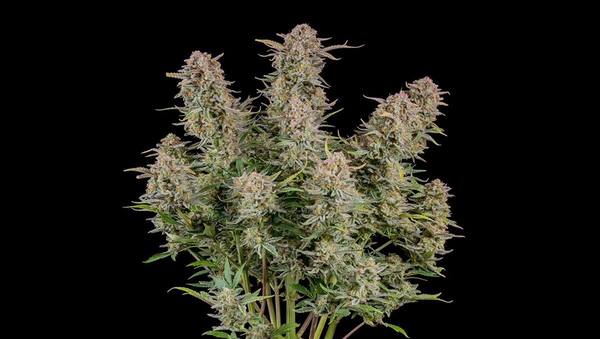 Die Top 5 Besten Sativa Autoflower Sorten: Bruce Banner Auto