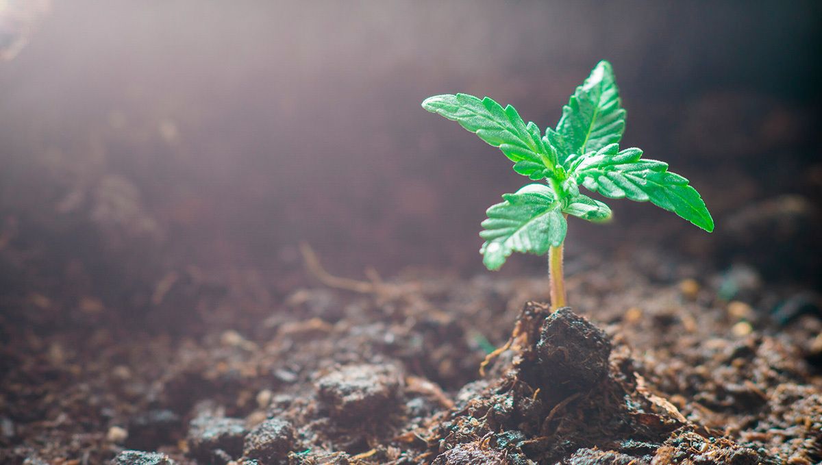 How to Grow Cannabis Indoors: a Beginners guide - 2021 (Part 2): Growing Cannabis