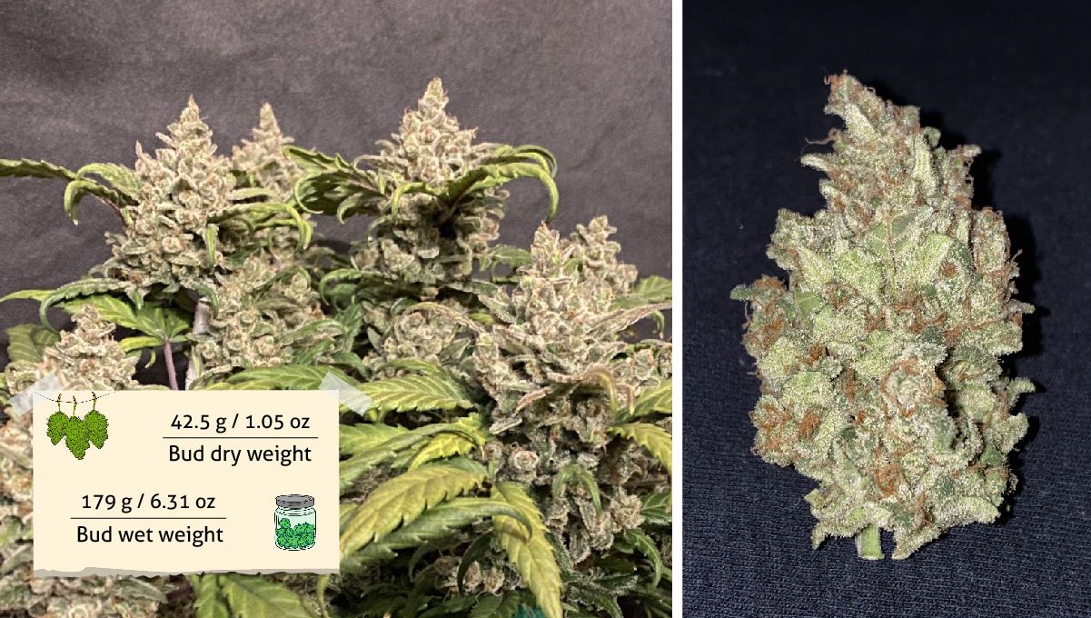 Gelato Auto Cannabis Strain Week-by-Week Guide: Grower B's outcome - A mature cannabis bush and a dried and cured bud Gelato Auto Cannabis Strain Week-by-Week Guide: Grower B's outcome - A mature cannabis bush and a dried and cured bud