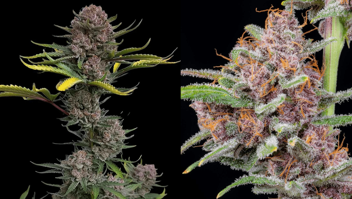 Die 5 schnellsten Autos: Gorilla Punch Auto Die 5 schnellsten Autos: Gorilla Punch Auto