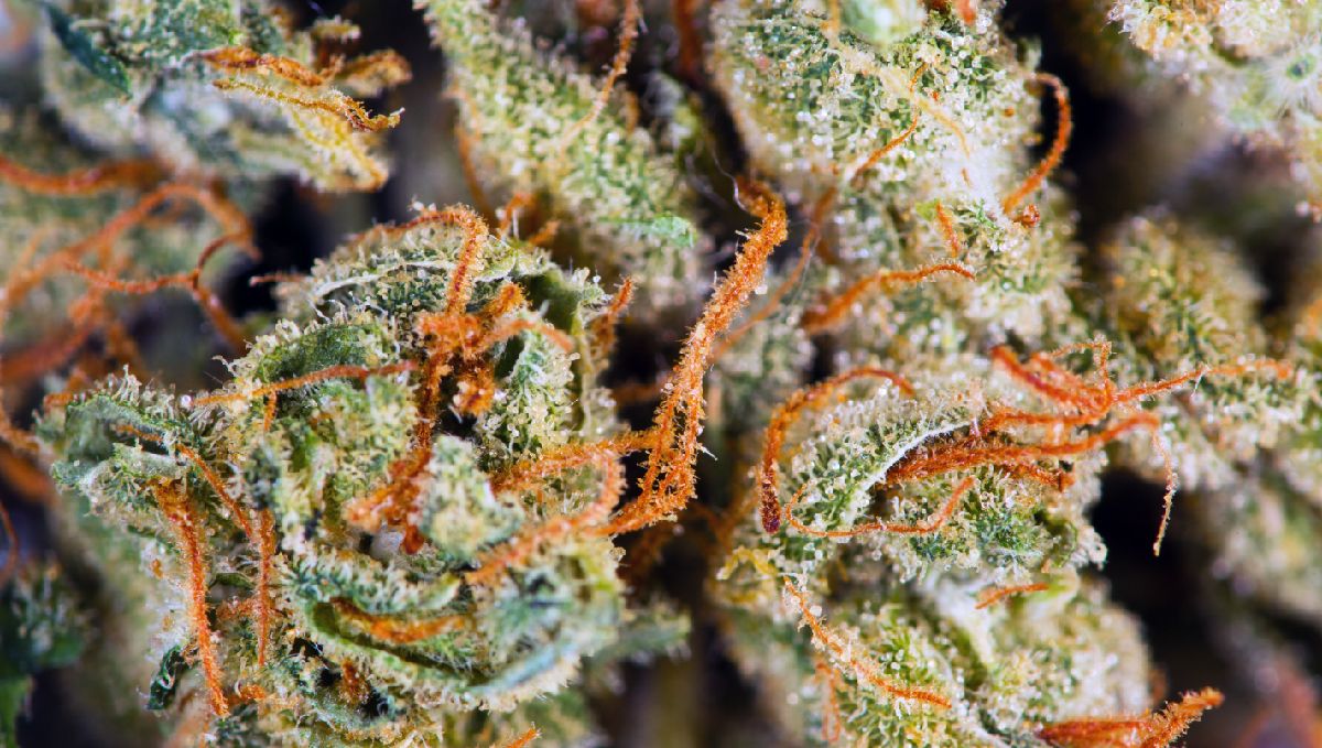 Wie lange brauchen Autoflowers von der Aussaat bis zur Ernte?: Wann ist der richtige Erntezeitpunkt?