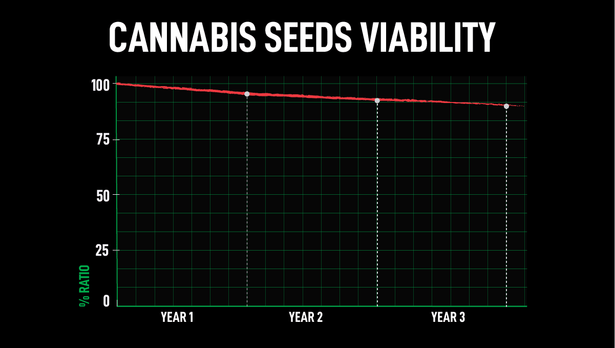 Снижение жизнеспособности семян каннабиса по месяцам. Снижение жизнеспособности семян каннабиса по месяцам.