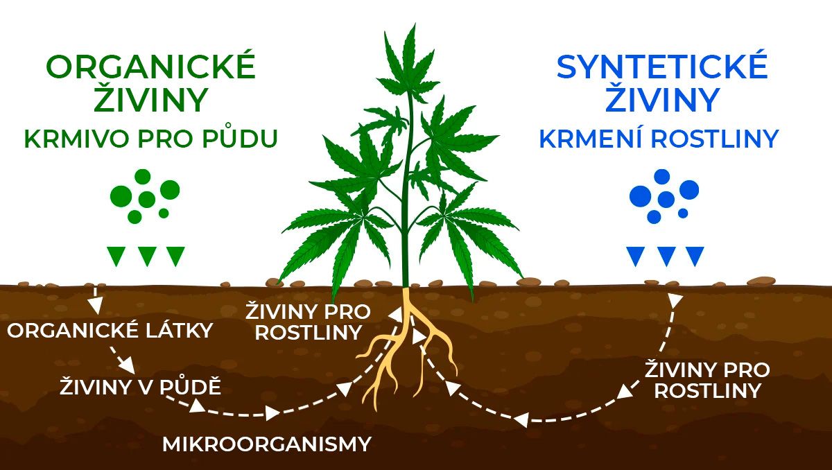 Kolik dávají samonakvétací rostliny: živiny Kolik dávají samonakvétací rostliny: živiny
