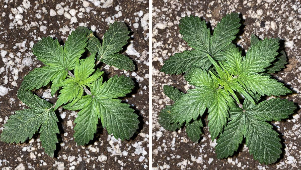 Skunk Auto Cannabis-Sorte Wochen-für-Wochen-Anleitung: Eine kleine, indoor angebaute Cannabispflanze mit leicht krallenförmigen Blättern in tiefgrüner Farbe. Skunk Auto Cannabis-Sorte Wochen-für-Wochen-Anleitung: Eine kleine, indoor angebaute Cannabispflanze mit leicht krallenförmigen Blättern in tiefgrüner Farbe.