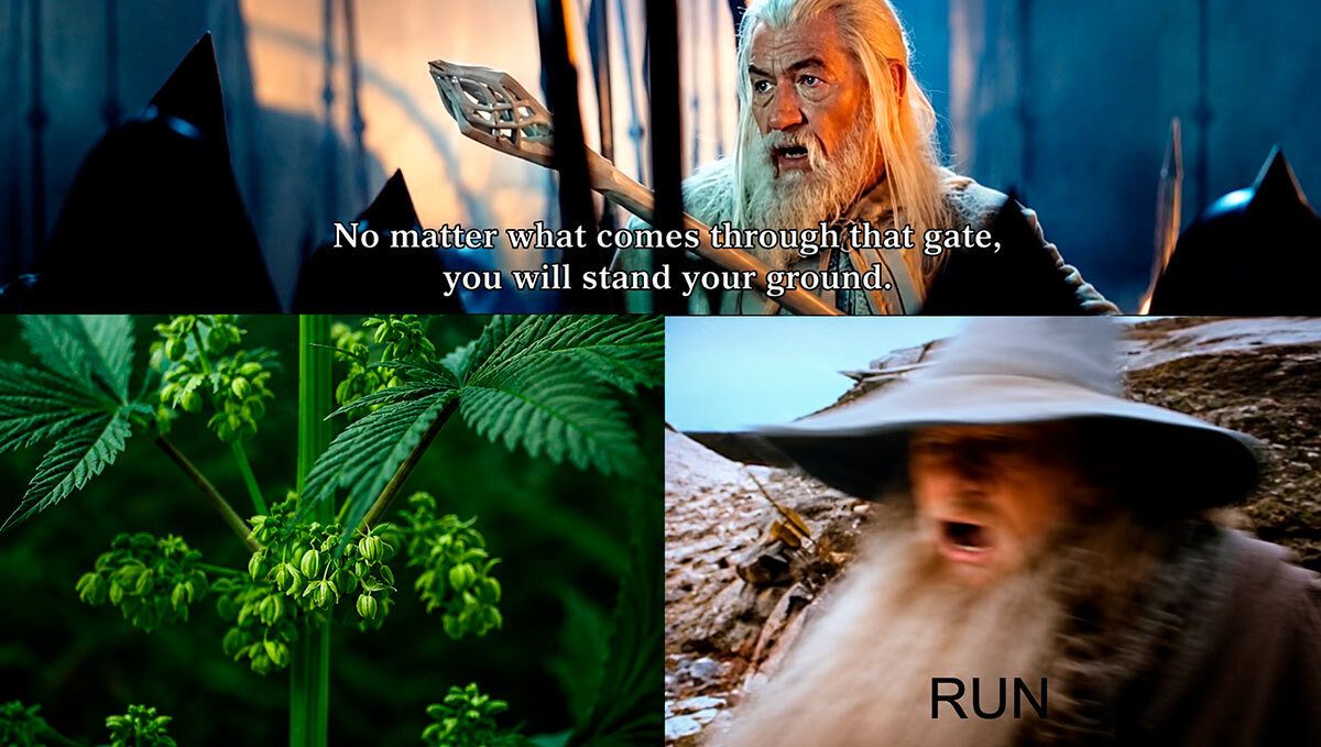 Fast Buds and the Lord of the Rings